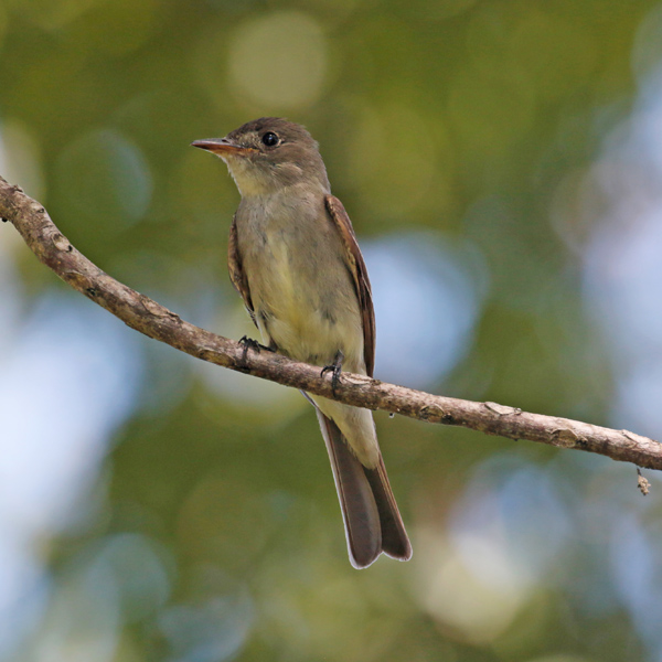 Acadian Flycatcher